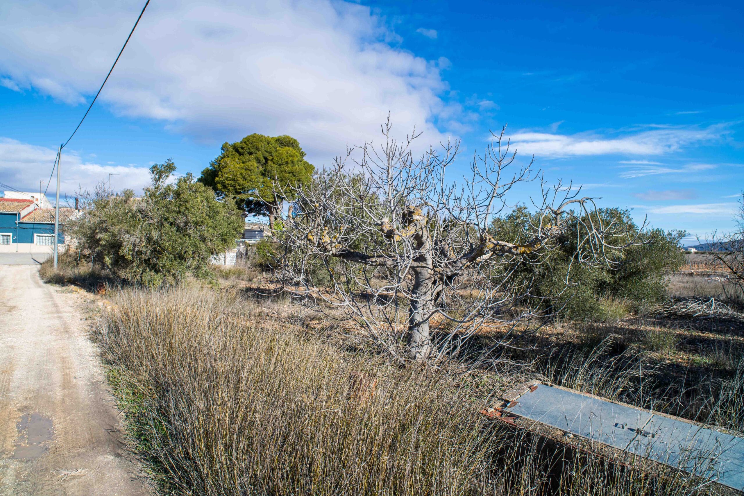 Outdoor garden featuring bare fruit trees and wild grass with a clear blue sky and scattered clouds above.