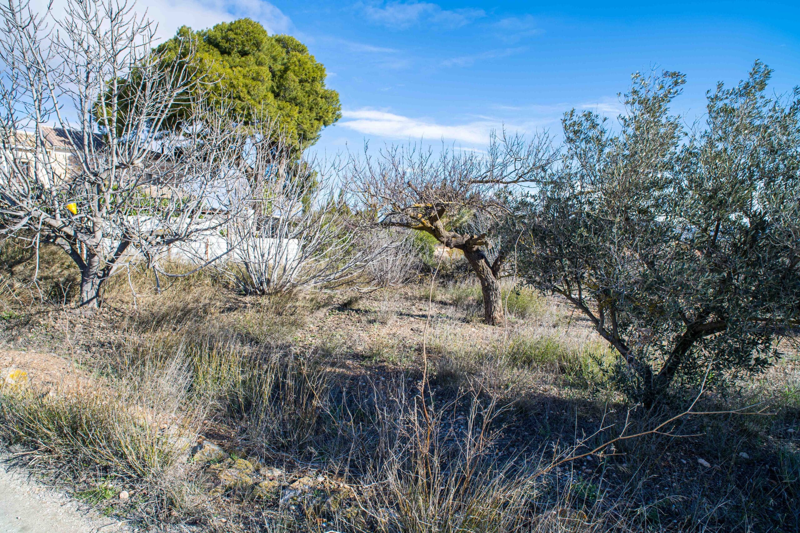 Outdoor garden area with leafless and leafy trees, dry grass, and a bright blue sky.