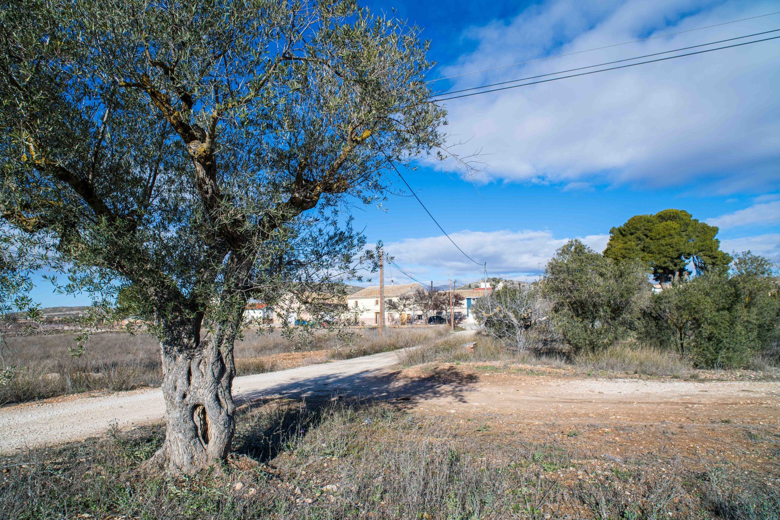 Outdoor rural scene with olive trees, a dirt road, and a partly cloudy blue sky.