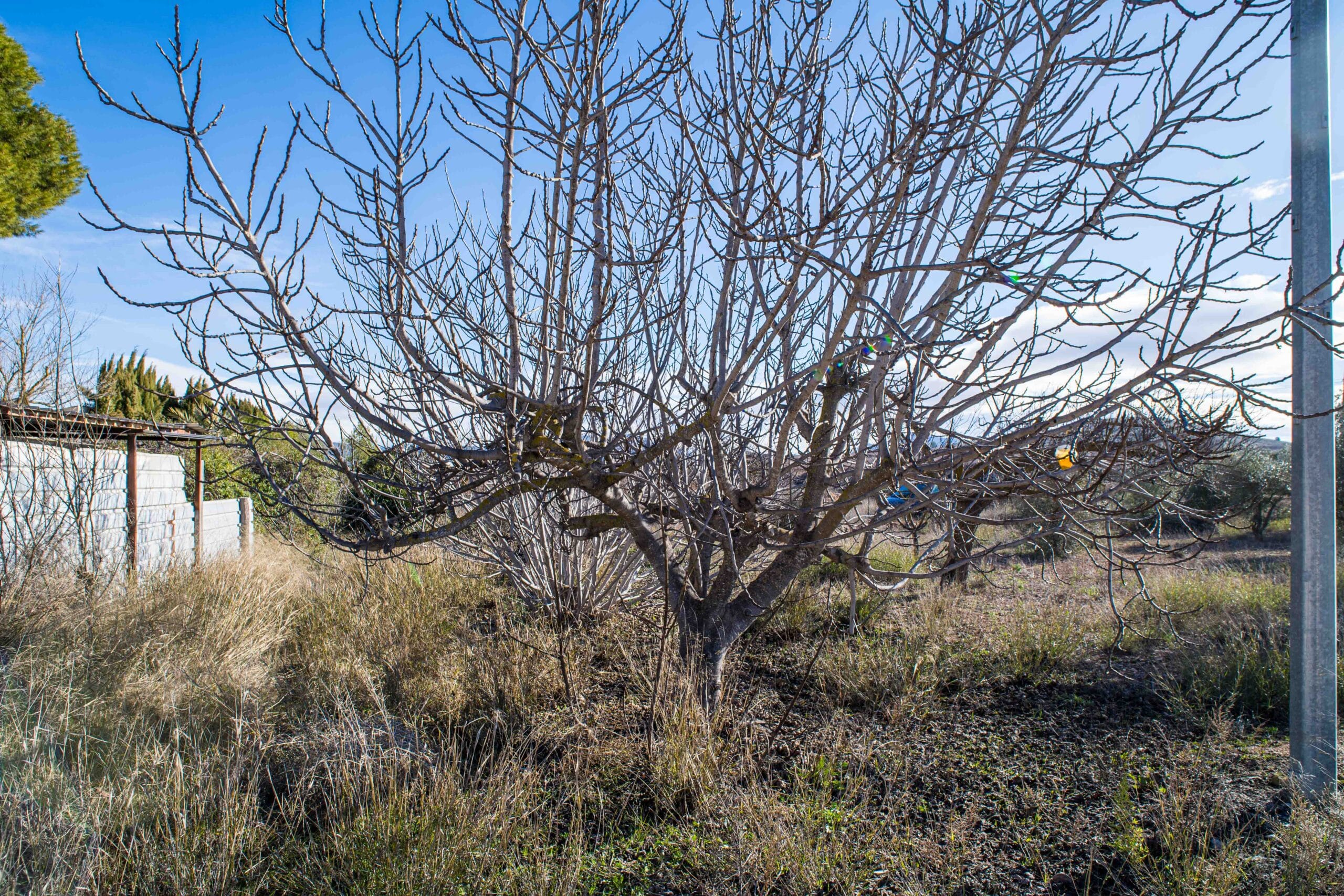 Outdoor garden with several leafless deciduous trees and dry grass under a bright blue sky.