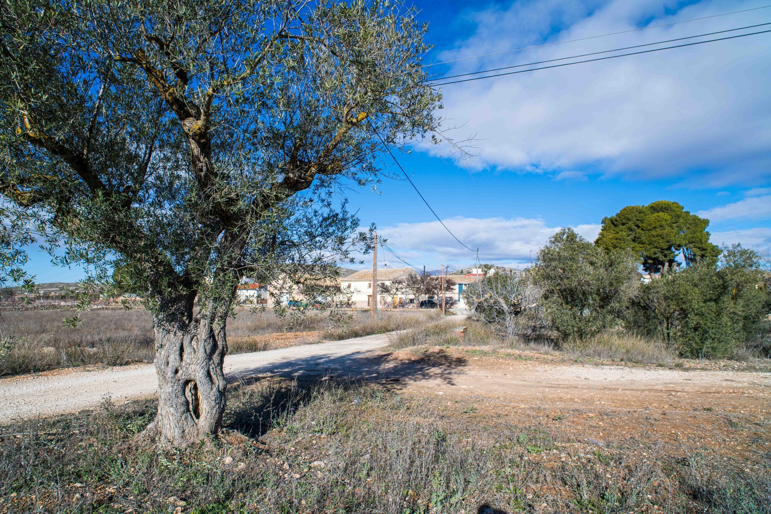 Outdoor garden area with large olive trees, a dirt path, and houses in the background under a partly cloudy blue sky.
